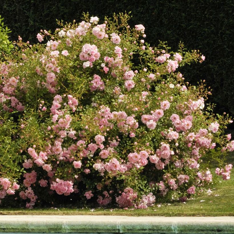 Rosal NOAmel (Porte)