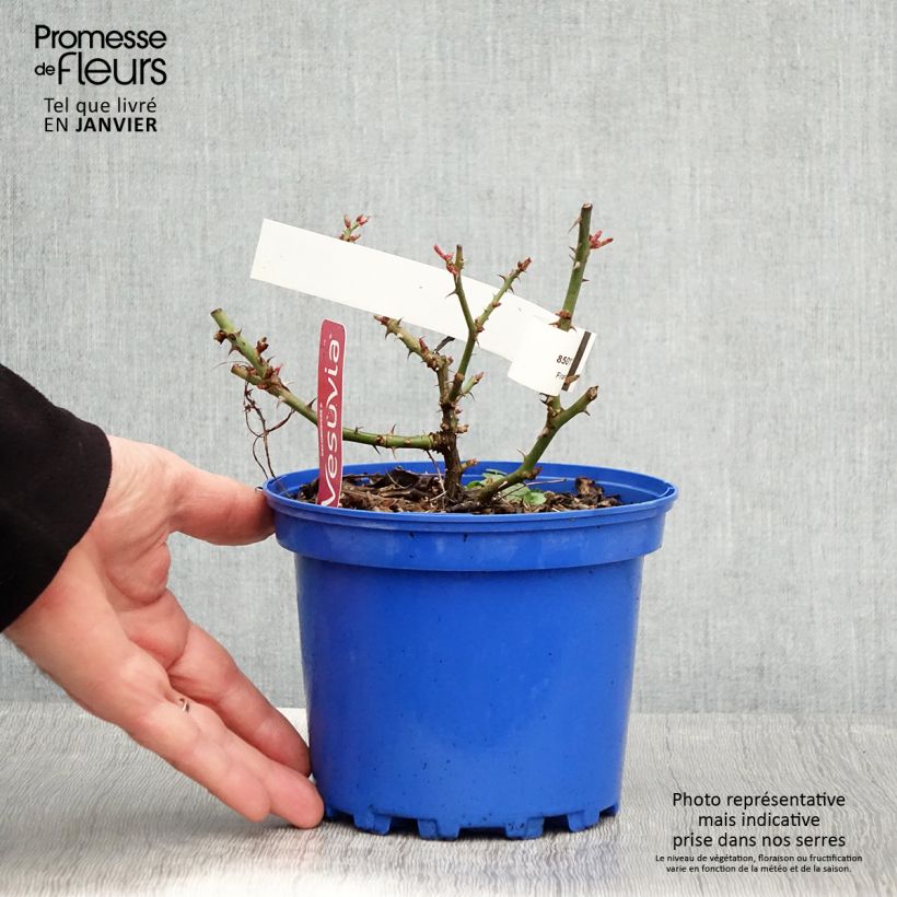 Rosal New Vesuvia Maceta 2L/3L Ejemplar entregado en invierno