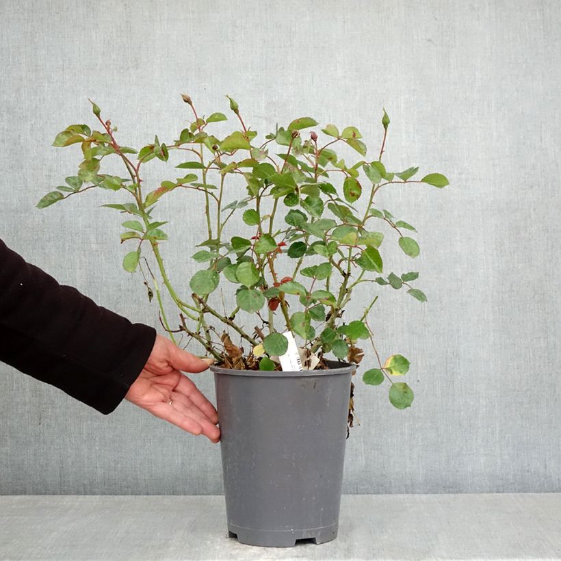 Rosal New Vesuvia Maceta 4L/5L Ejemplar entregado en la primavera