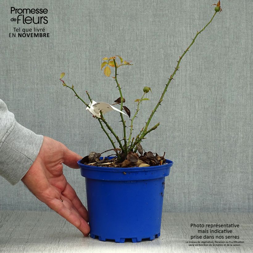 Ejemplar de Rosal Soleya Maceta 2L/3L entregado en otoño