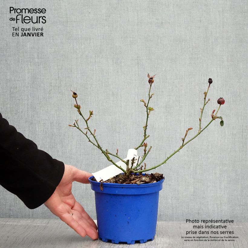 Rosal Soleya Maceta 2L/3L Ejemplar entregado en invierno