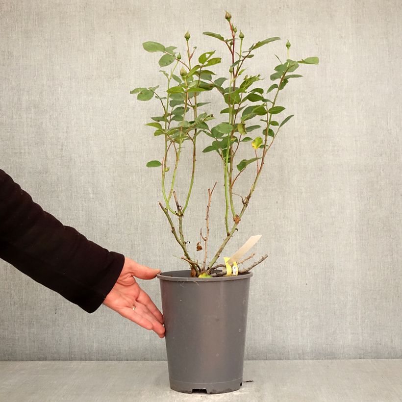 Rosal Soleya Maceta 4L/5L Ejemplar entregado en la primavera