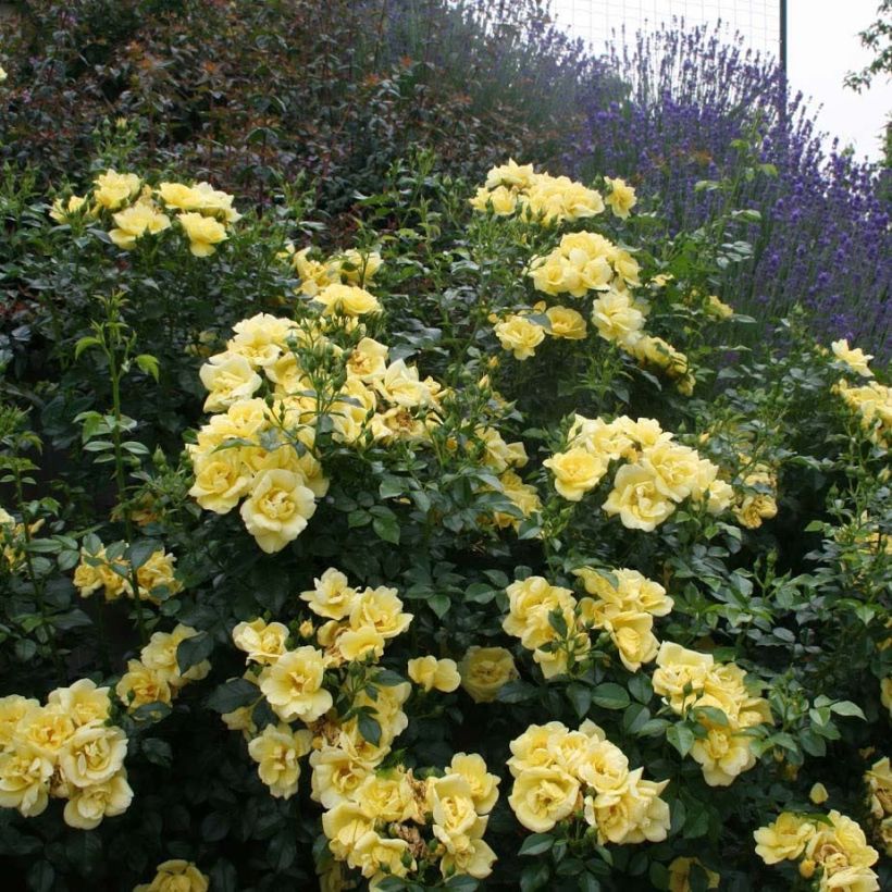 Rosal Suneva (Porte)