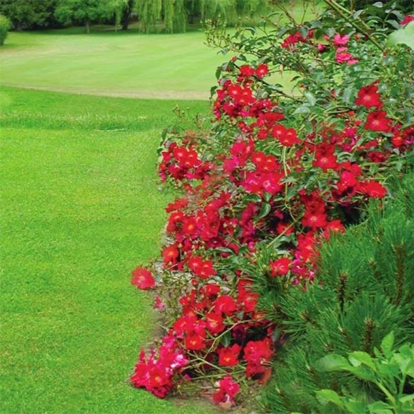 Rosa Vesuvia (Floración)