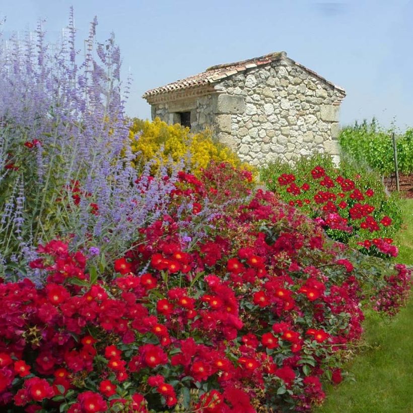 Rosa Vesuvia (Porte)
