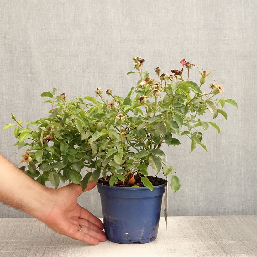 Ejemplar de Rosier Décorosiers Calizia Pot de 2L/3L entregado en verano
