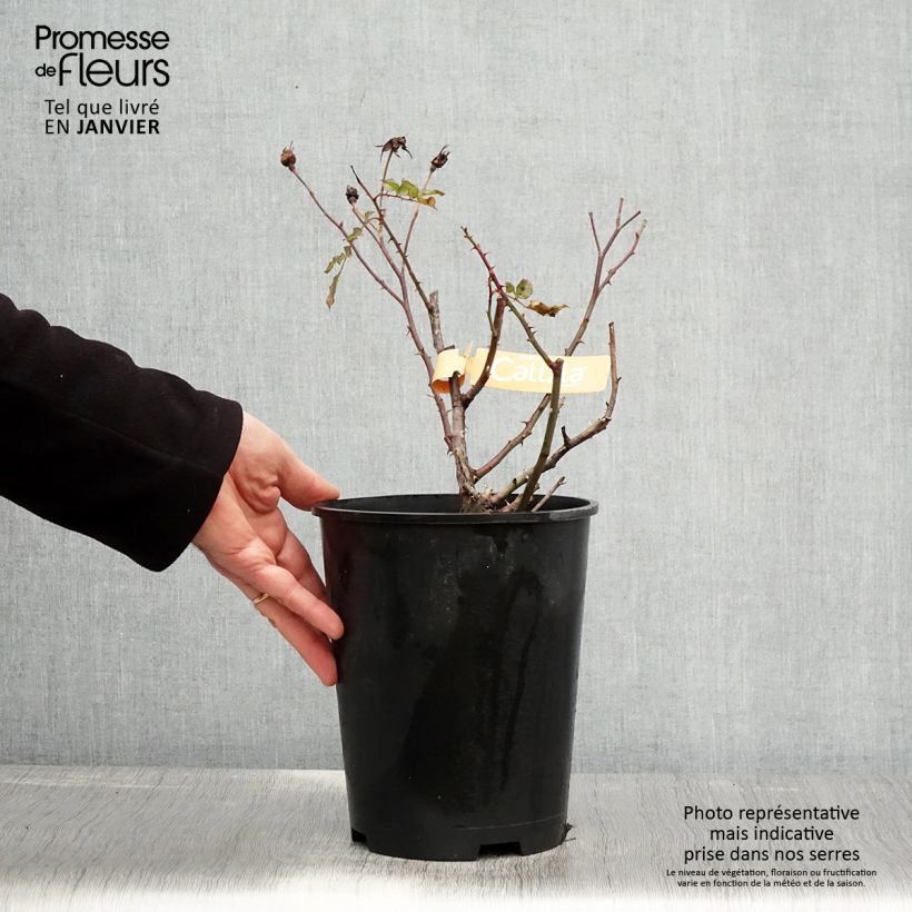 Rosal Calizia Maceta 4L/5L Ejemplar entregado en invierno