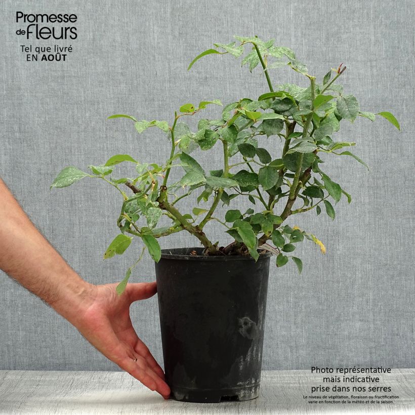Ejemplar de Rosal Crazy Pink Voluptia Maceta 4L/5L entregado en verano