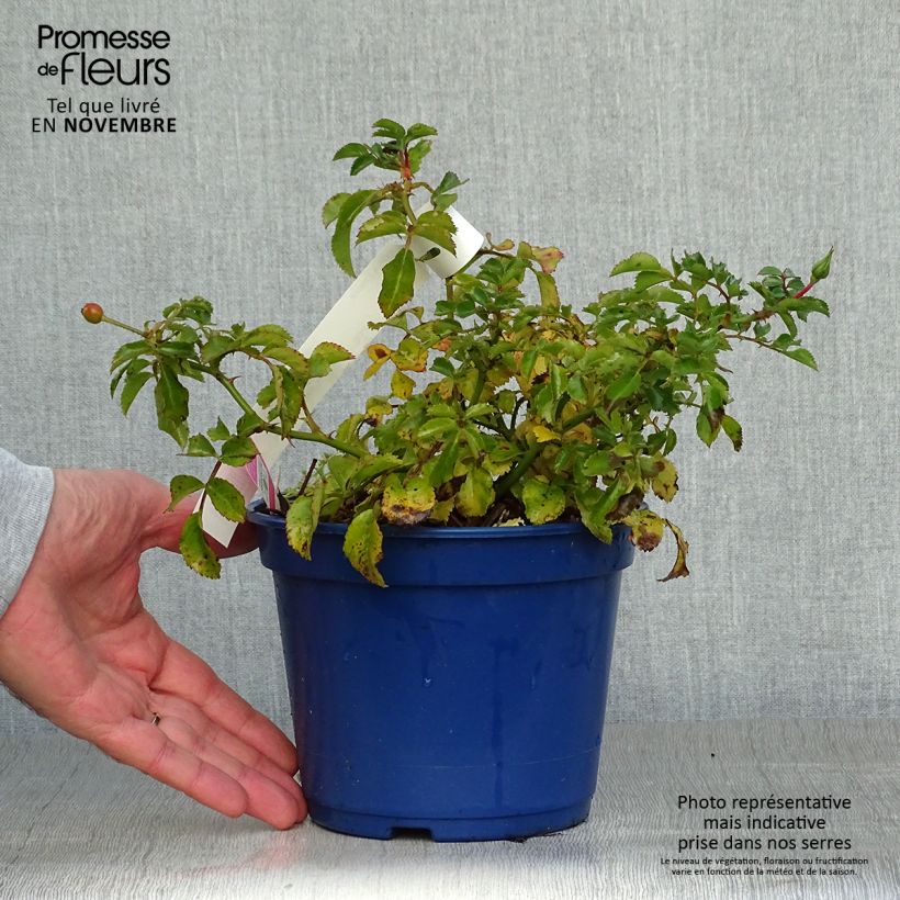 Ejemplar de Rosal NOAtraum Maceta 2L/3L entregado en otoño