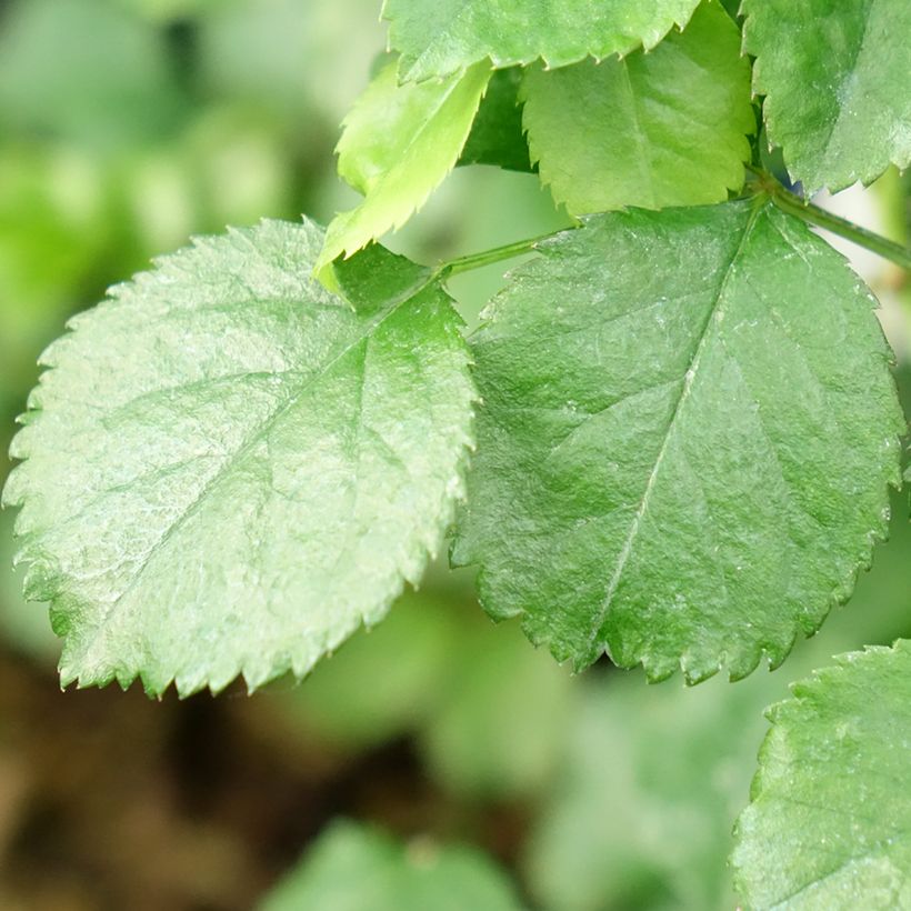 Rosal NOAtraum (Follaje)