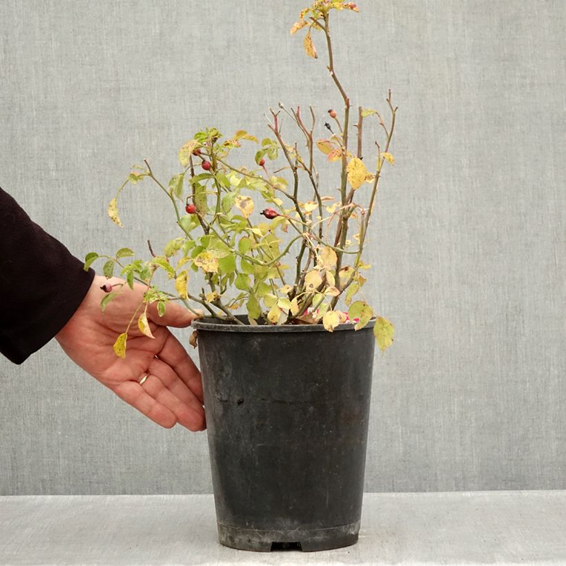 Ejemplar de Rosal NOAtraum Maceta 4L/5L entregado en otoño