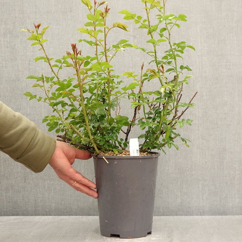 Rosal Isalia Maceta 4L/5L Ejemplar entregado en la primavera