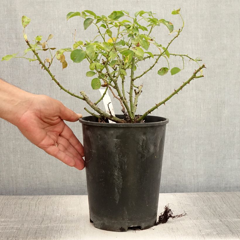 Ejemplar de Rosal Kadora Maceta 4L/5L entregado en verano