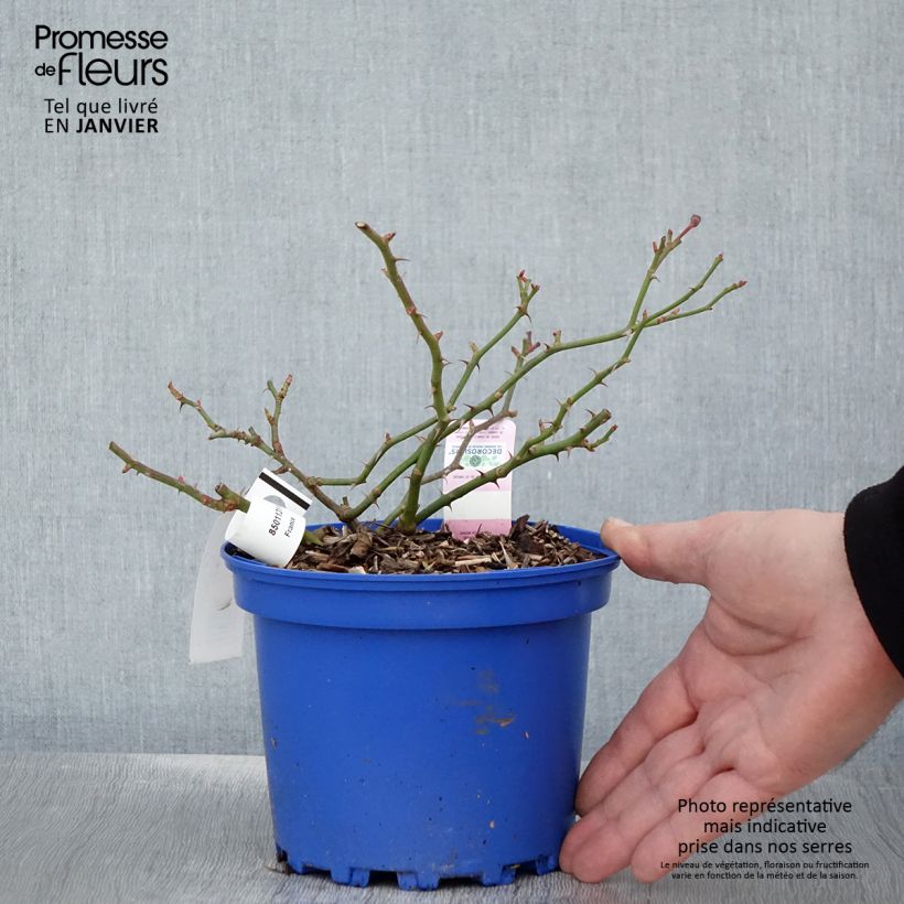 Rosal NOAmel Maceta 2L/3L Ejemplar entregado en invierno