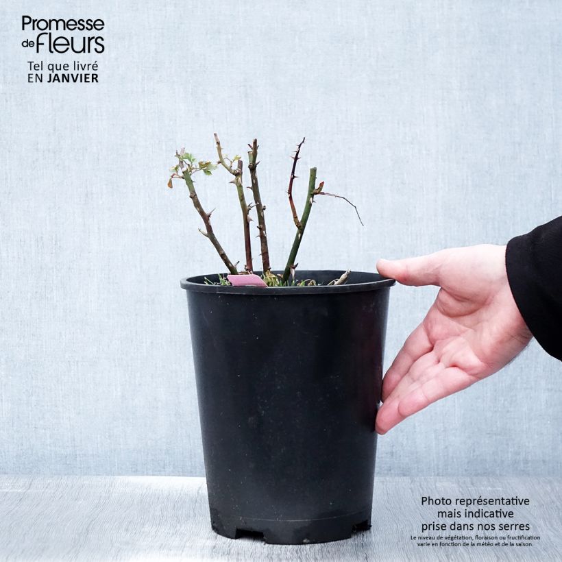 Rosal NOAmel Maceta 4L/5L Ejemplar entregado en invierno