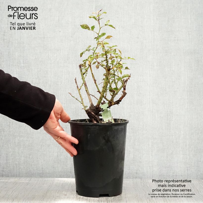 Rosal NOAschnee Maceta 4L/5L Ejemplar entregado en invierno