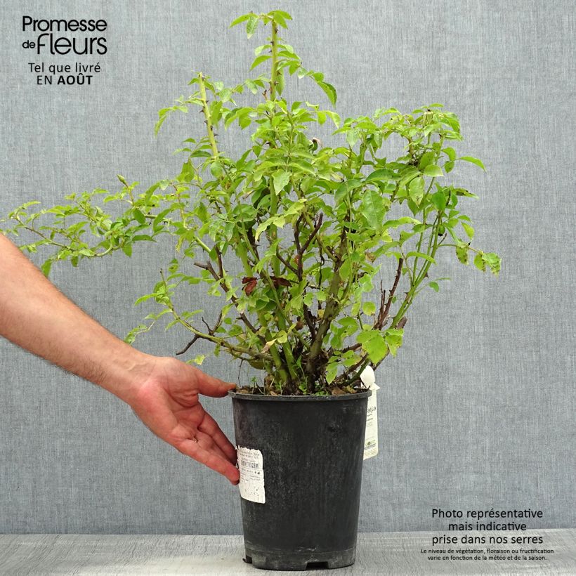 Ejemplar de Rosal NOAschnee CLG Maceta 4L/5L entregado en verano
