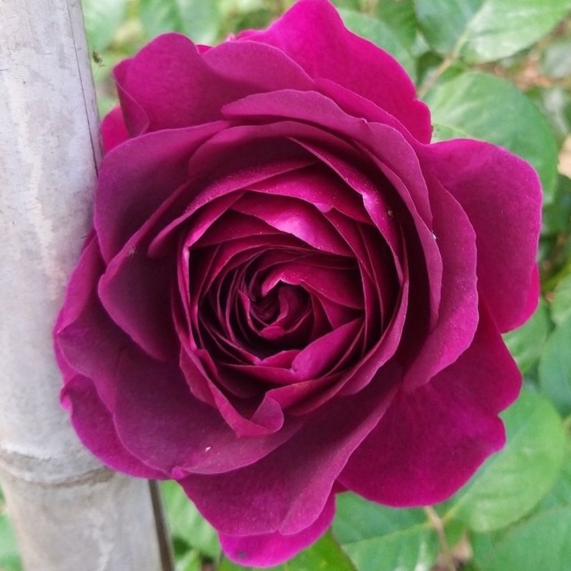 Rosal Purple Voluptia (Floración)