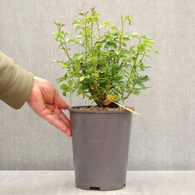 Rosal Suneva Maceta 4L/5L Ejemplar entregado en la primavera
