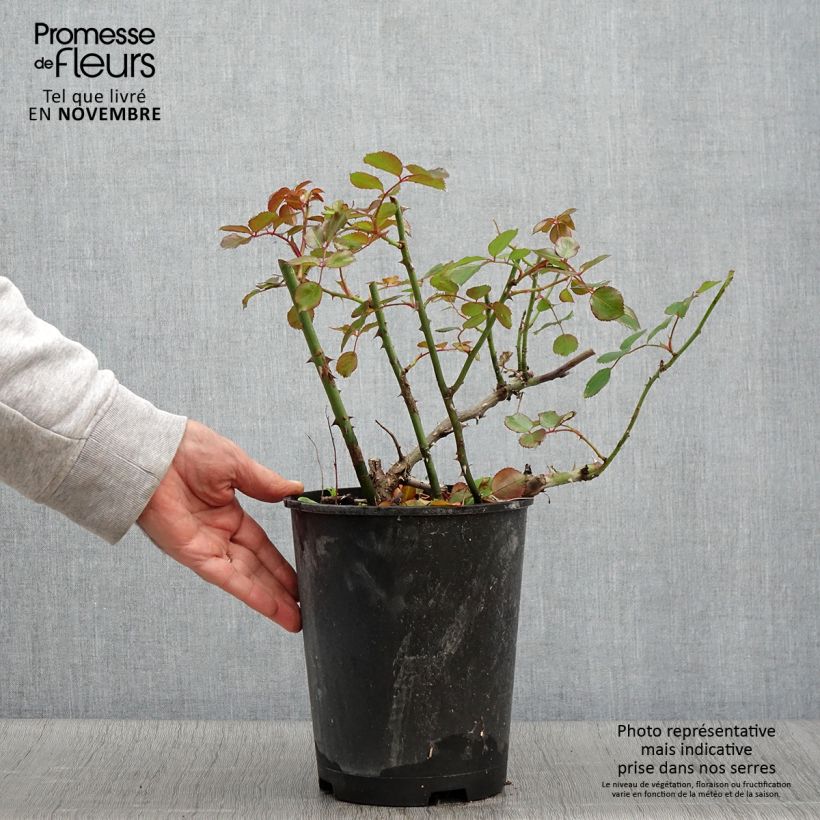 Ejemplar de Rosa Vesuvia Maceta 4L/5L entregado en otoño