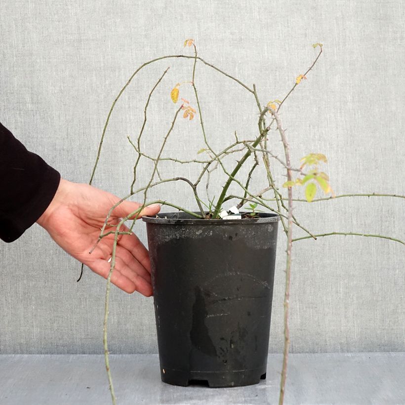 Ejemplar de Rosa arvensis - Rosal silvestre Maceta 2L/3L entregado en otoño