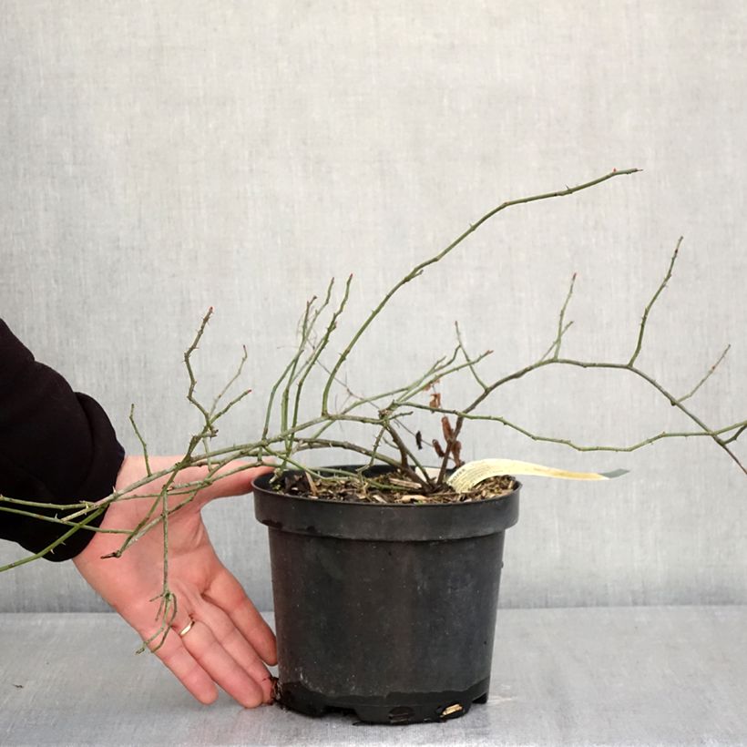 Rosa arvensis - Rosal silvestre Maceta 2L/3L Ejemplar entregado en invierno