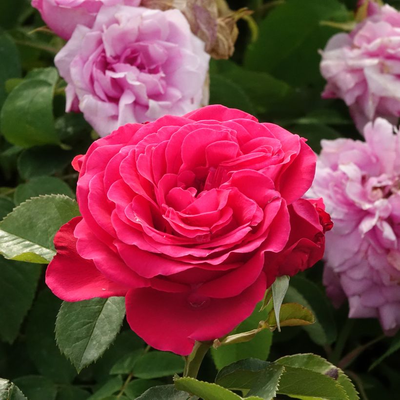 Rosa Dominica Intercomdoor - Rosal de flores grandes (Floración)