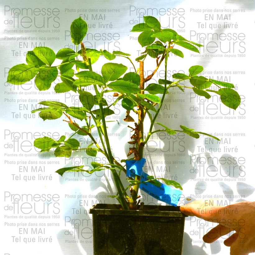 Ejemplo de ejemplar de Rosal Emile Garcin Maceta 4L/5L tal y como se entrega