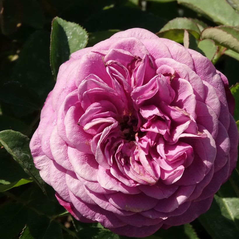 Rosa polyantha Heidi Klum - Rosal de flores agrupadas (Floración)