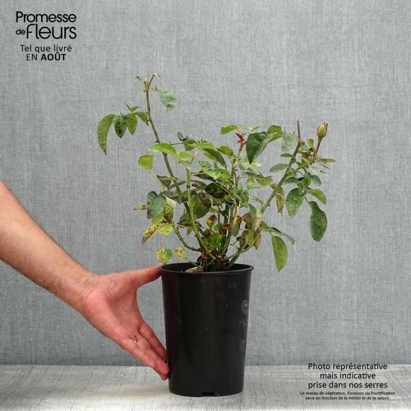 Ejemplar de Rosa polyantha Heidi Klum - Rosal de flores agrupadas Maceta 4L/5L entregado en verano