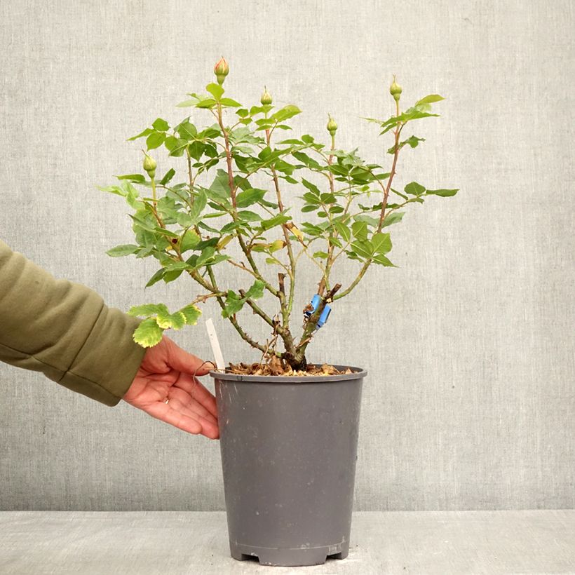 Rosal GeneRosa 100 idees Jardin Maceta 4L/5L Ejemplar entregado en la primavera