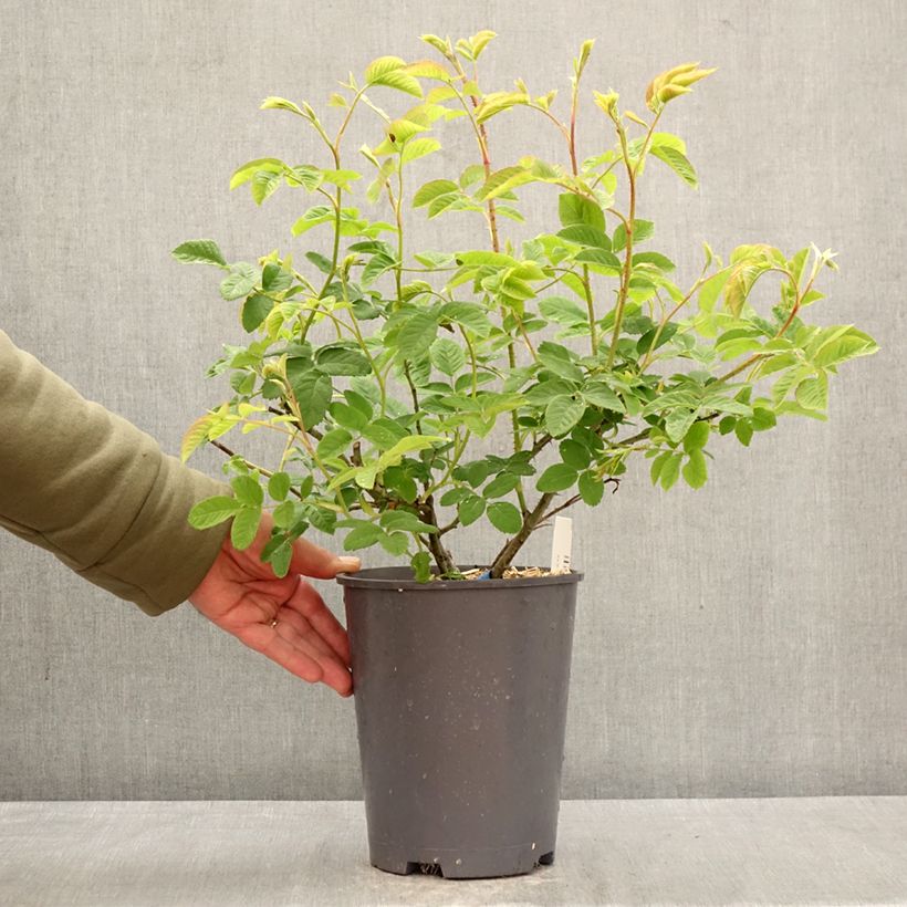 Rosal GeneRosa Cybelle Maceta 4L/5L Ejemplar entregado en la primavera