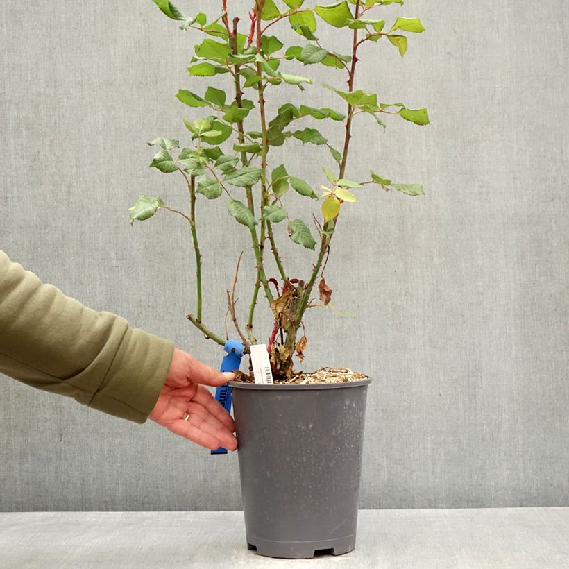 Rosal GeneRosa Elodie Gossuin Maceta 4L/5L Ejemplar entregado en la primavera