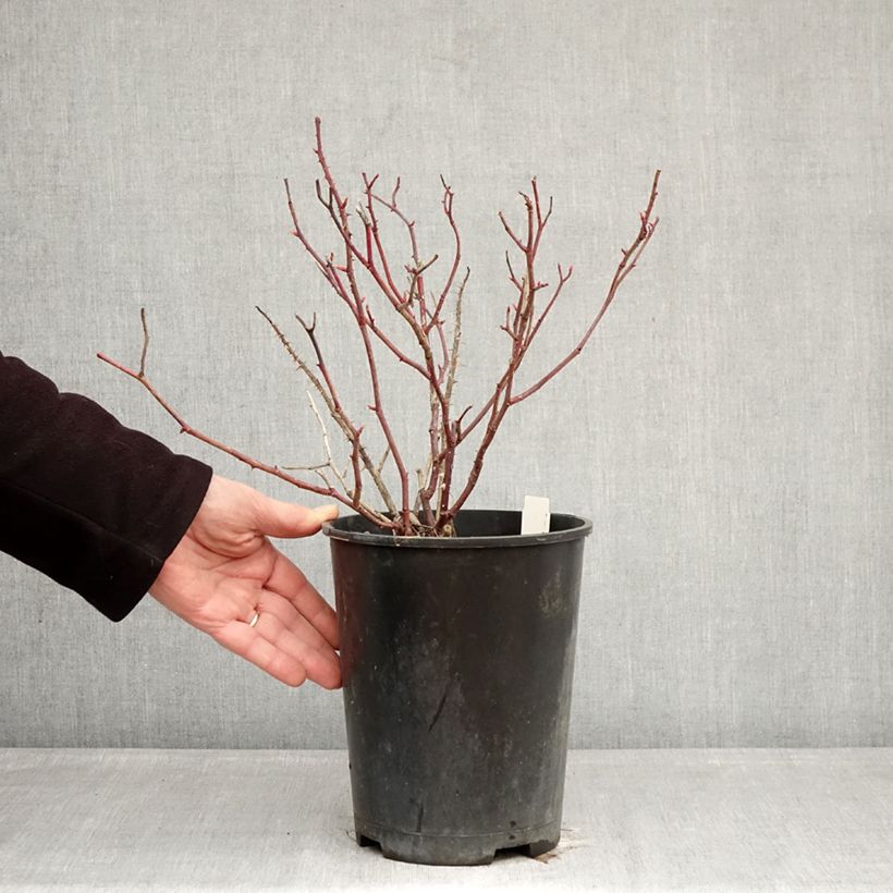 Rosal GeneRosa Fiona Gelin Maceta 4L/5L Ejemplar entregado en invierno