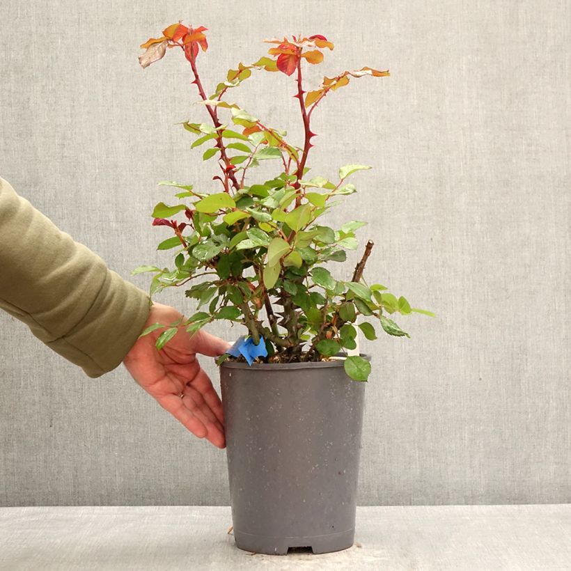Rosal GeneRosa Laurent Cabrol Maceta 4L/5L Ejemplar entregado en la primavera
