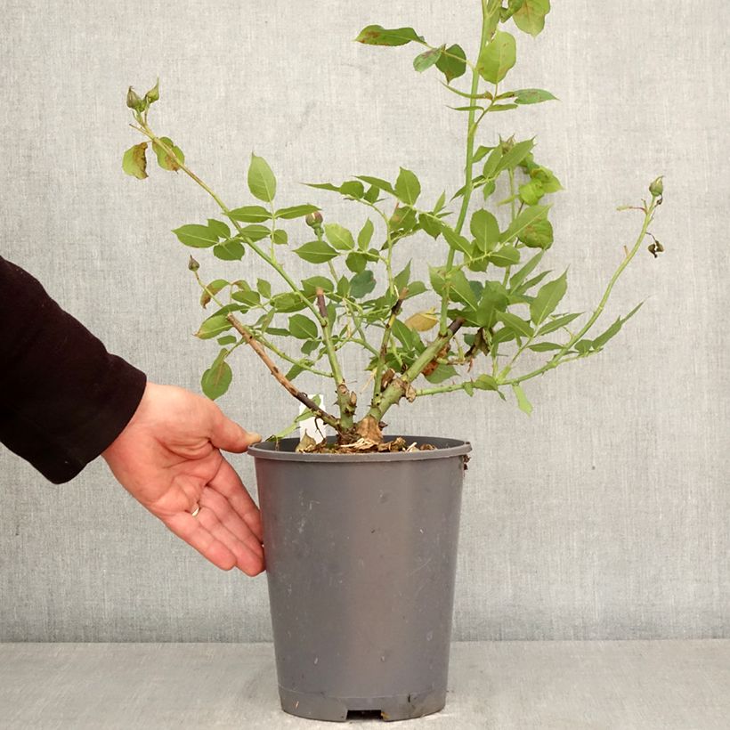 Rosal GeneRosa Nicole Mioulane Maceta 4L/5L Ejemplar entregado en la primavera