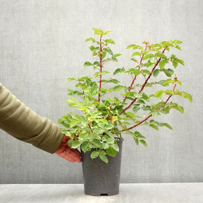 Rosal GeneRosa Odile Masquelier Maceta 4L/5L Ejemplar entregado en la primavera