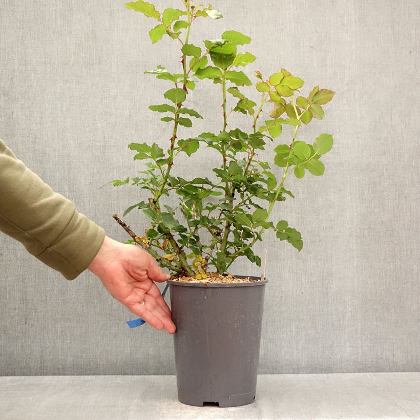 Rosal GeneRosa Reine Sammut Maceta 4L/5L Ejemplar entregado en la primavera