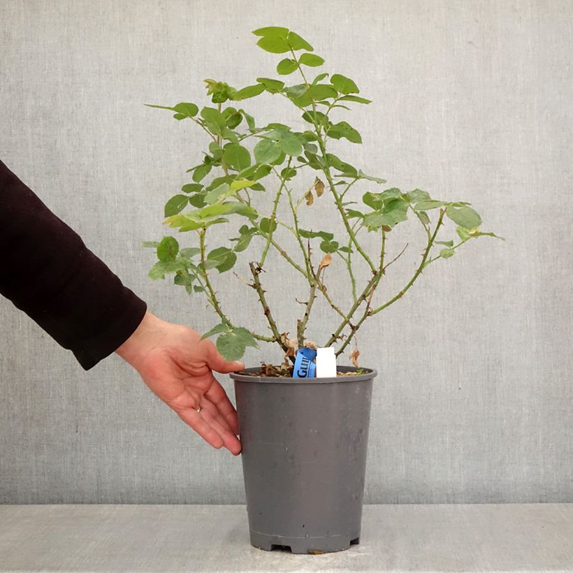 Rosal GeneRosa Rosomane Janon Maceta 4L/5L Ejemplar entregado en la primavera