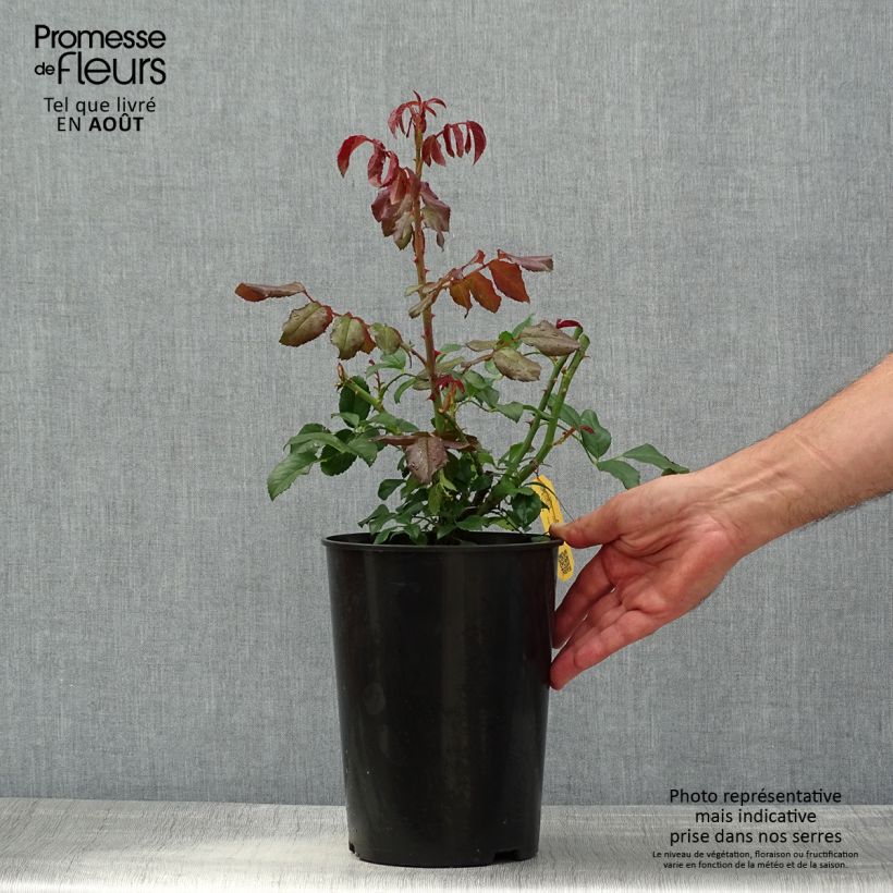 Ejemplar de Rosal Alaska - Rosal trepador Maceta 4L/5L entregado en verano