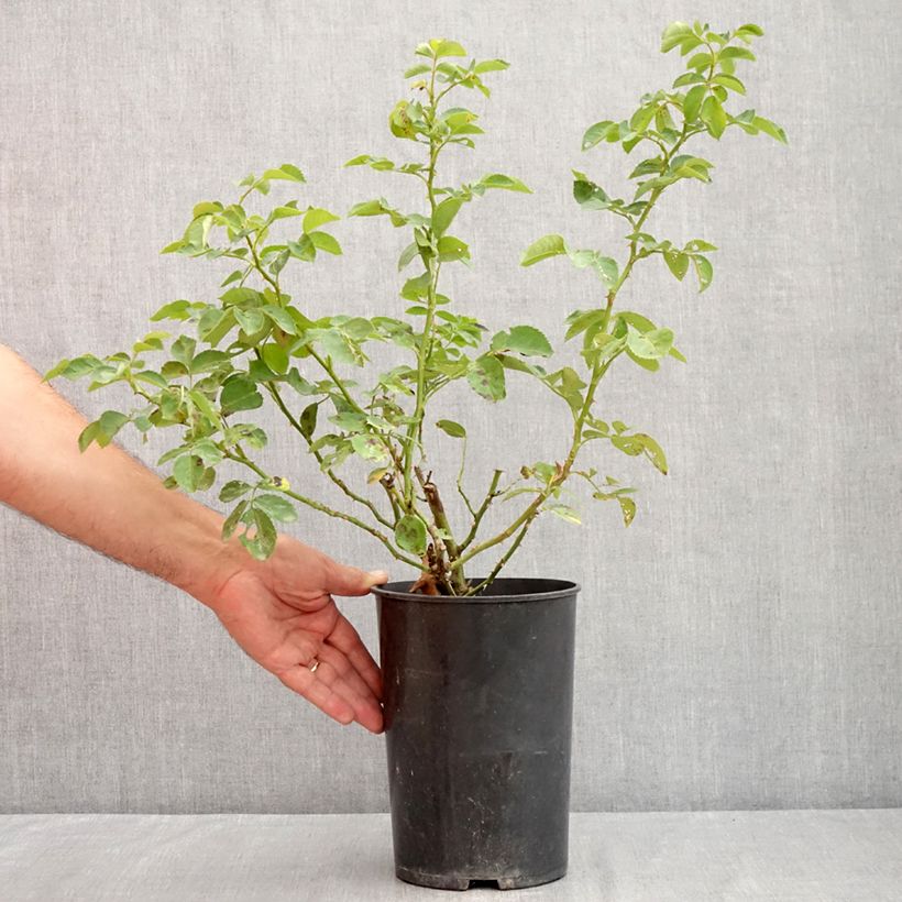 Ejemplar de Rosal Alchymist - Rosal trepador Maceta 4L/5L entregado en verano