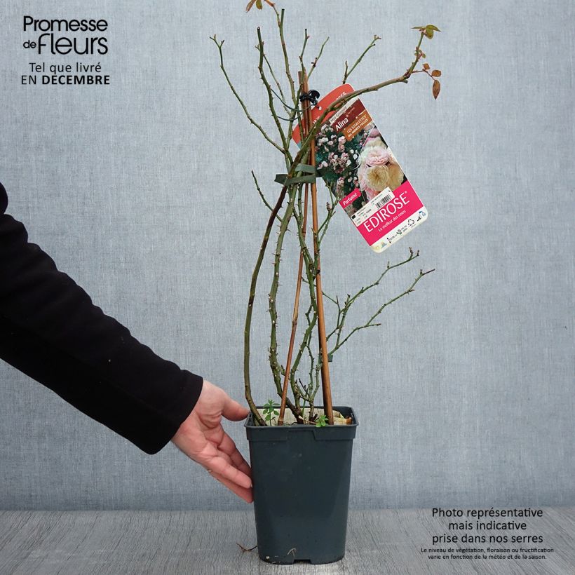 Ejemplar de Rosal Starlet Rose Alina - Rosal trepador Maceta 4L/5L entregado en otoño