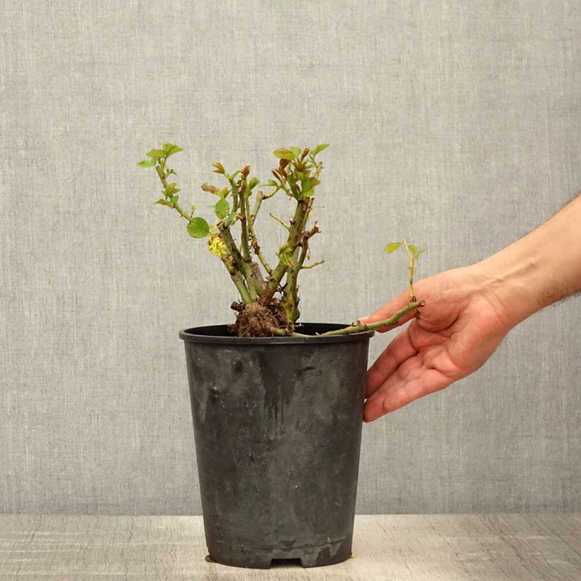 Rosal Allegro - Rosal trepador Maceta 4L/5L Ejemplar entregado en la primavera