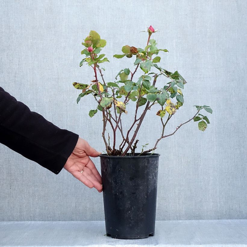 Ejemplar de Rosal Aloha ancien - Rosal trepador antiguo Maceta 4L/5L entregado en otoño