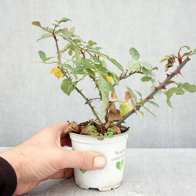 Ejemplar de Rosal Aloha de Kordes - Rosal trepador Maceta de 10 cm/11 cm entregado en otoño