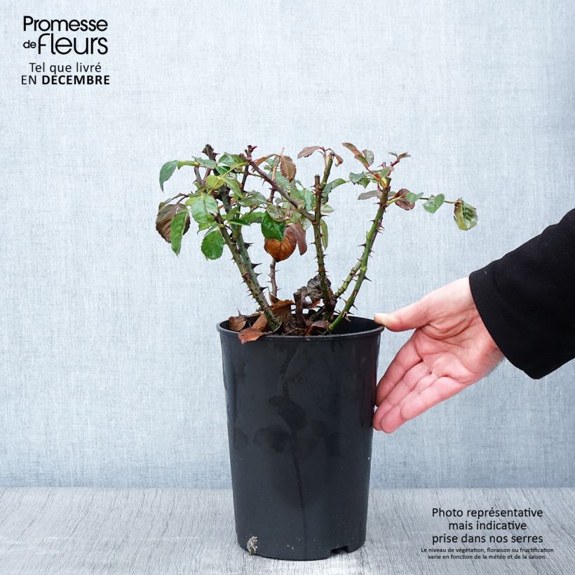 Ejemplar de Rosal Aloha de Kordes - Rosal trepador Maceta 4L/5L entregado en otoño