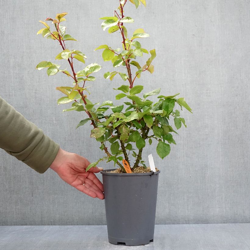 Rosal André Le Nôtre - Rosal trepador Maceta 4L/5L Ejemplar entregado en la primavera