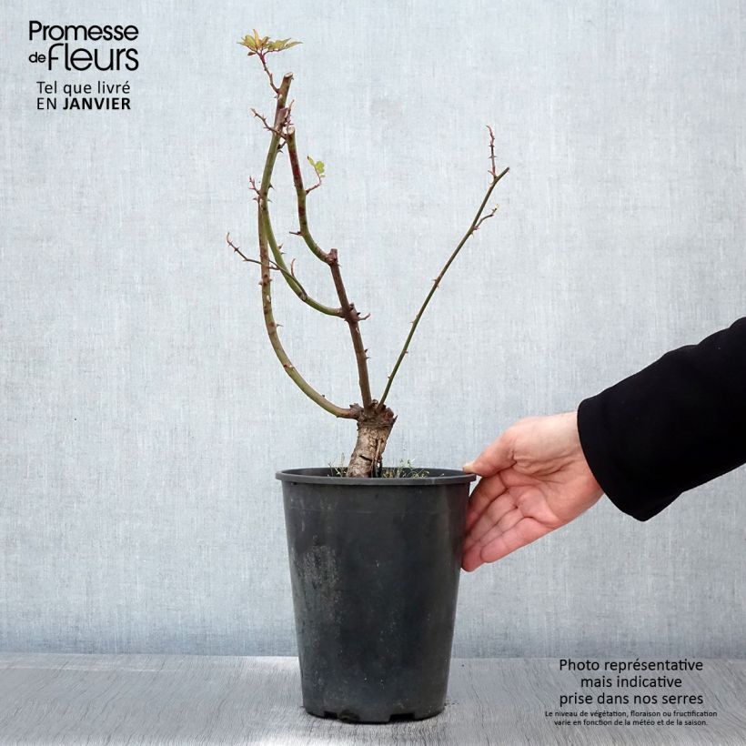 Rosal anglais Little Rambler - Rosal trepador Maceta 4L/5L Ejemplar entregado en invierno