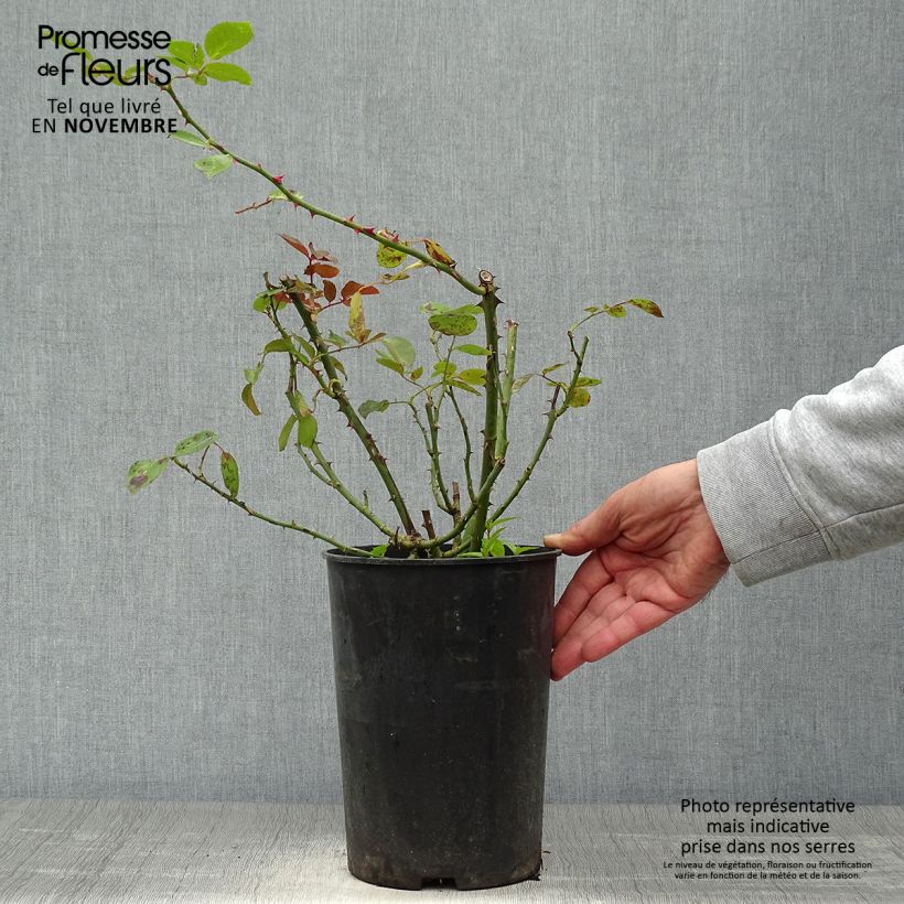 Ejemplar de Rosal Bantry Bay - Rosal trepador Maceta 4L/5L entregado en otoño