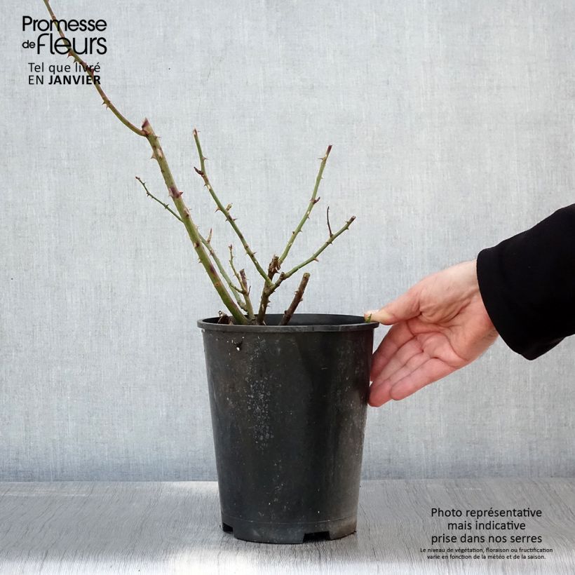 Rosal Bantry Bay - Rosal trepador Maceta 4L/5L Ejemplar entregado en invierno